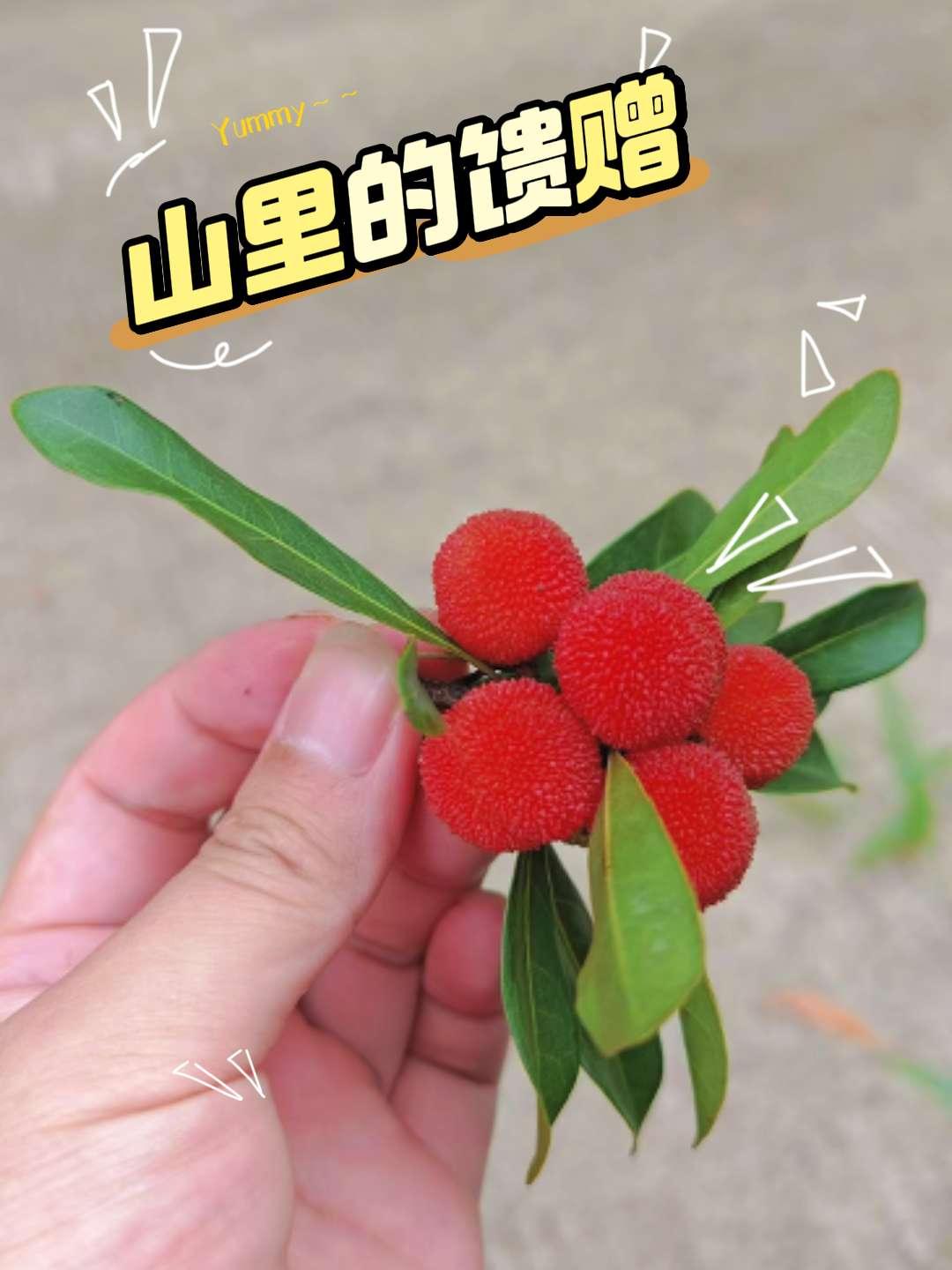 假期上山收获满满，亲自动手的才珍贵。正值杨梅收获季节，山上很多杨梅树结果，还可以