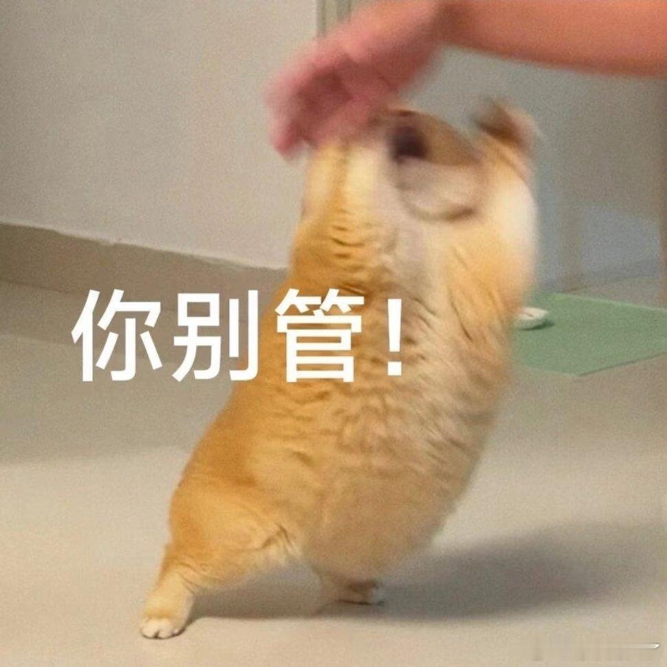 聊天表情包。 