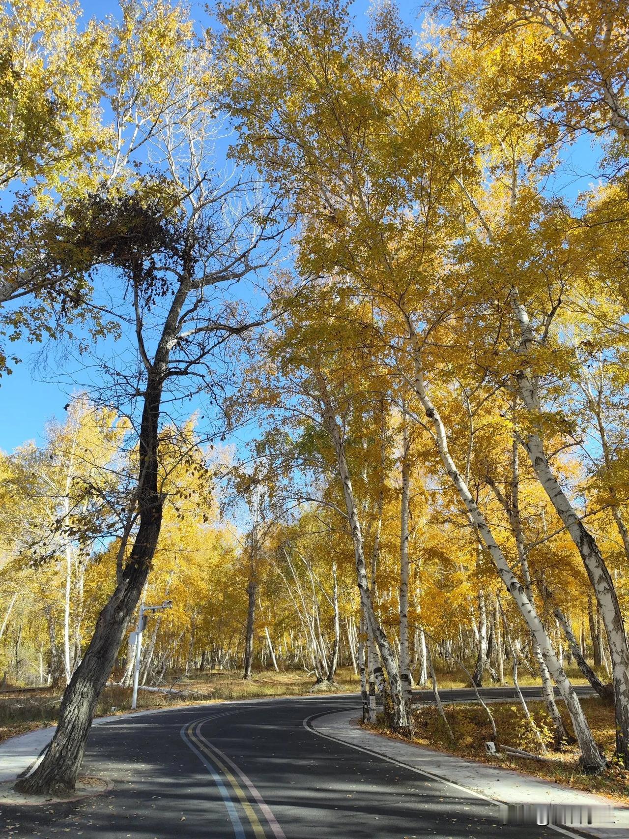 #随手拍一张秋天的美景#
         随拍遇见白桦林秋景