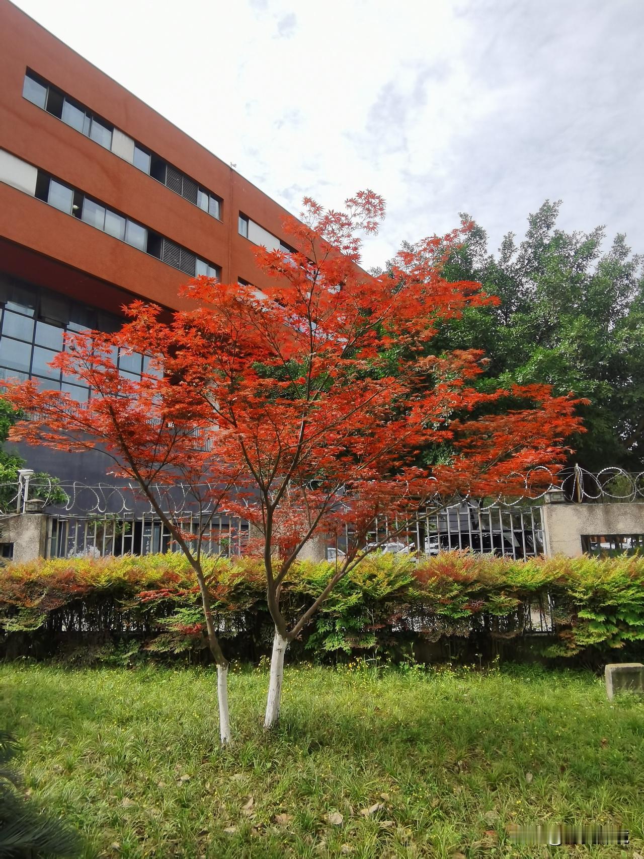 初夏时节的红叶

初夏时节，红叶可不常见，它不像秋天的红叶那样普遍。一般秋天的红