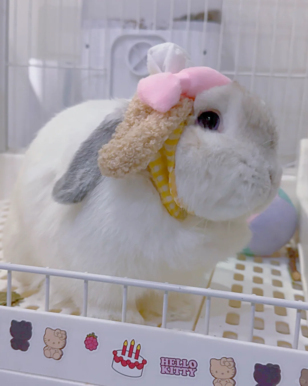 迪士尼饼饼求鉴定！