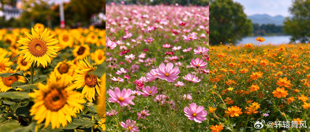 宁波秋天总要赴一场花海之约【宁波这片10万㎡花海，正值盛花期🌹】秋天在宁波，总