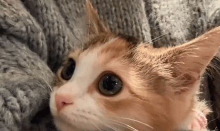 萌
