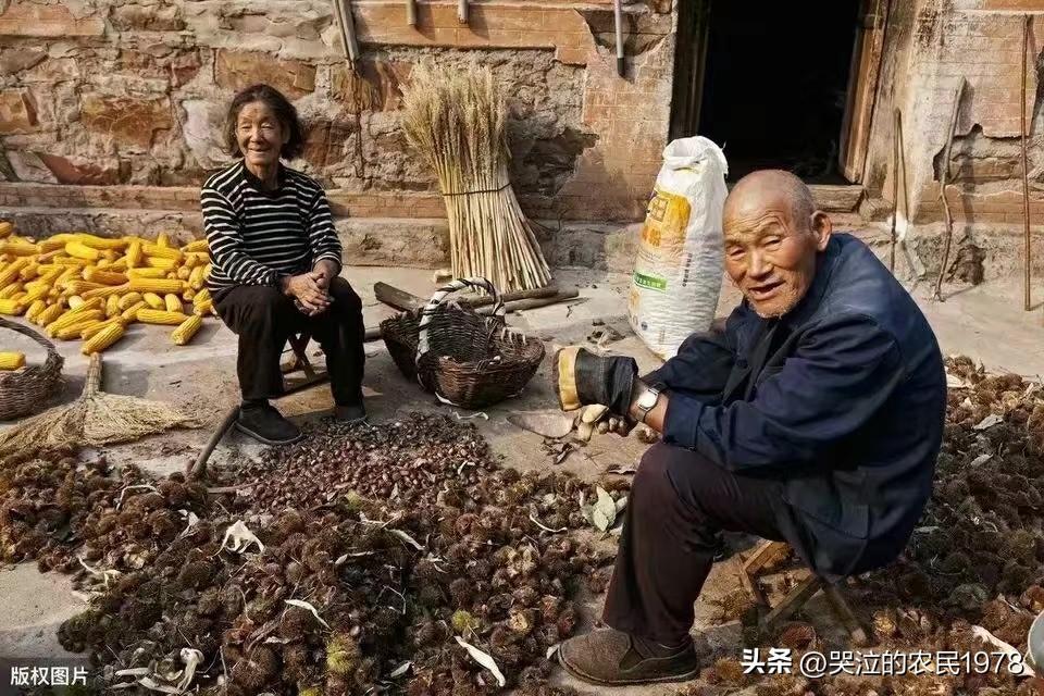 【小满节气·闲吟】

细雨初停日上迟，麦仁半满水肥滋。
田头野老闲黄犊，屈指丰收