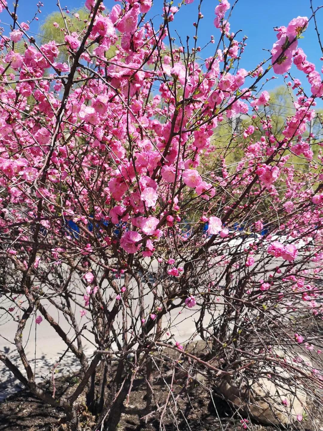 #上联：冬去山明水秀，下联：请您来#春来鸟语花香