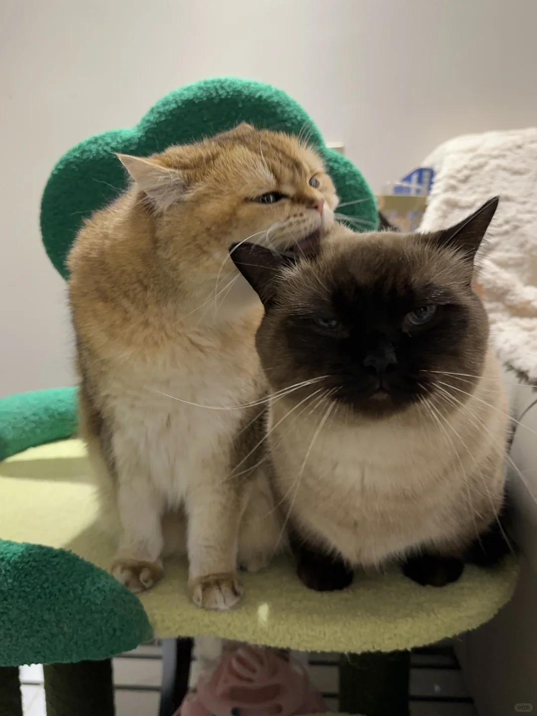 相亲相爱一家猪