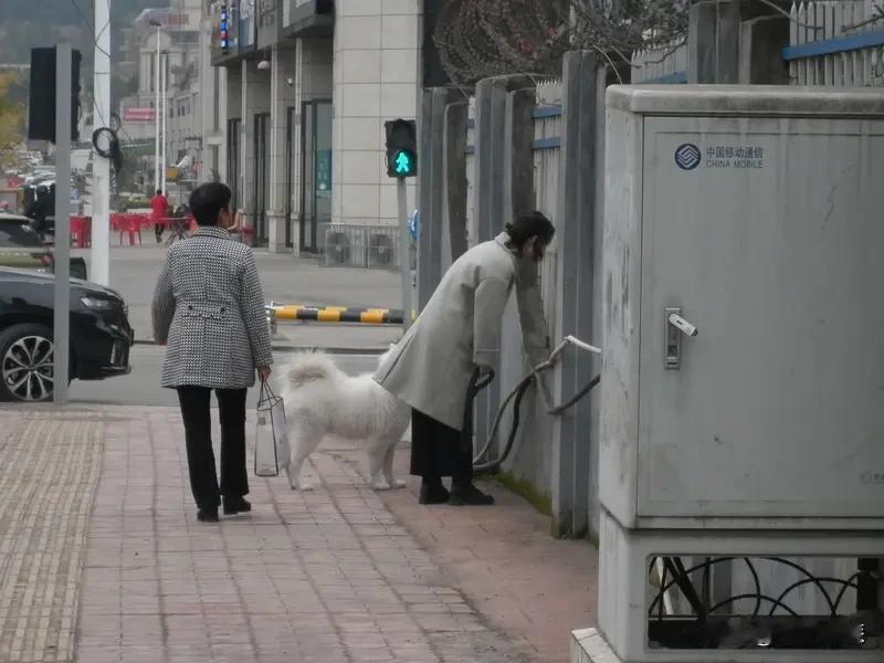 对于城市里禁止养狗，真是公说公有理，婆说婆有理。
支持禁养的人，大多是被不文明养