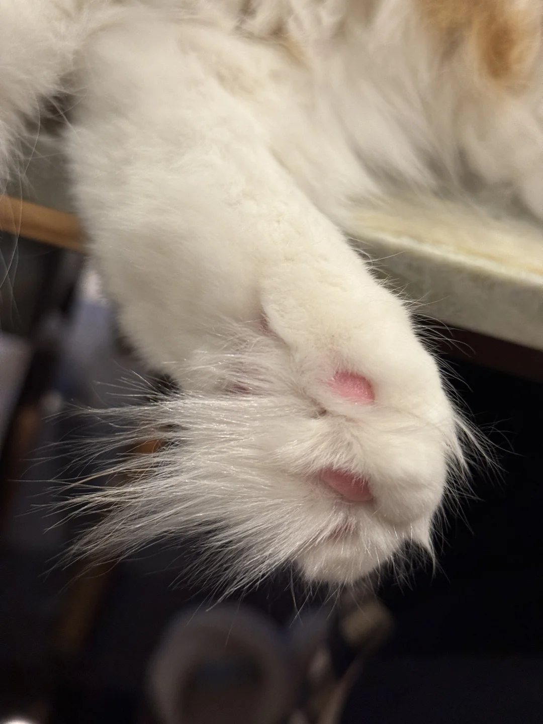 猫猫jio 伸缩自如的jio毛