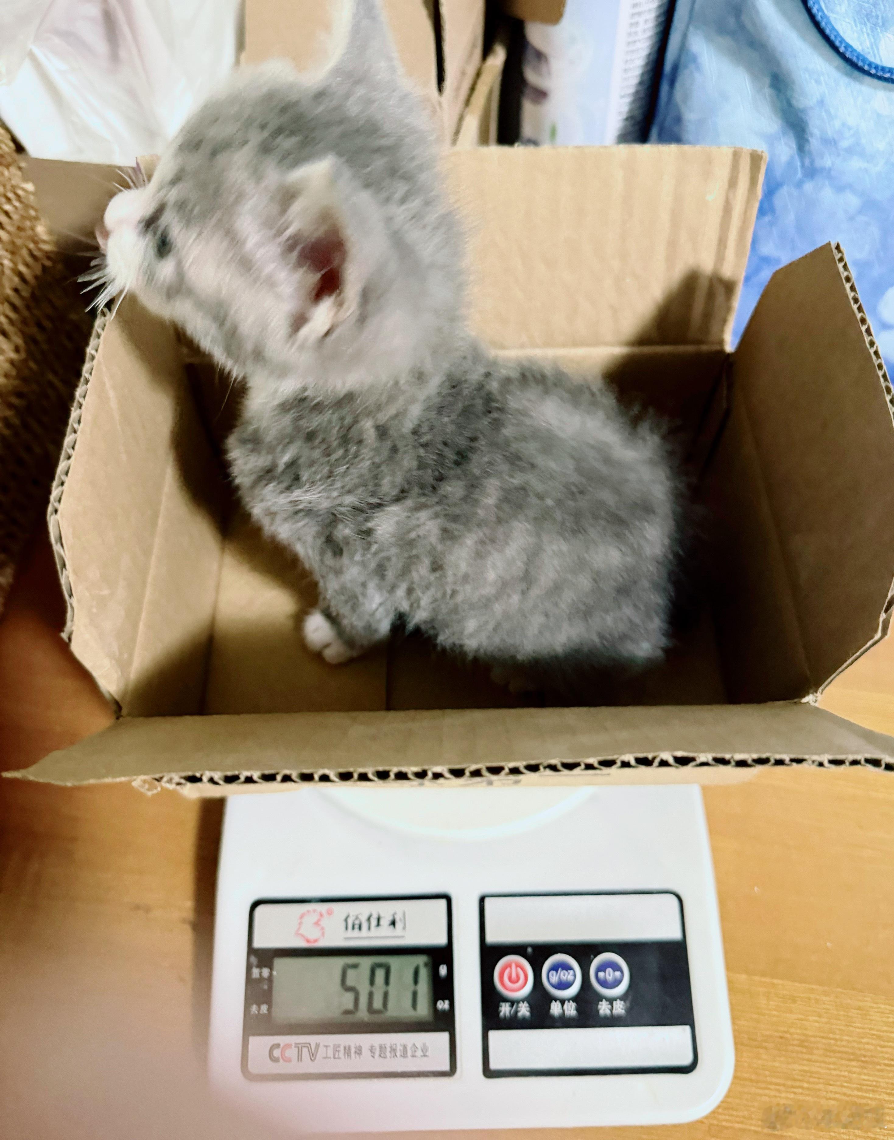 铁军儿 500g了