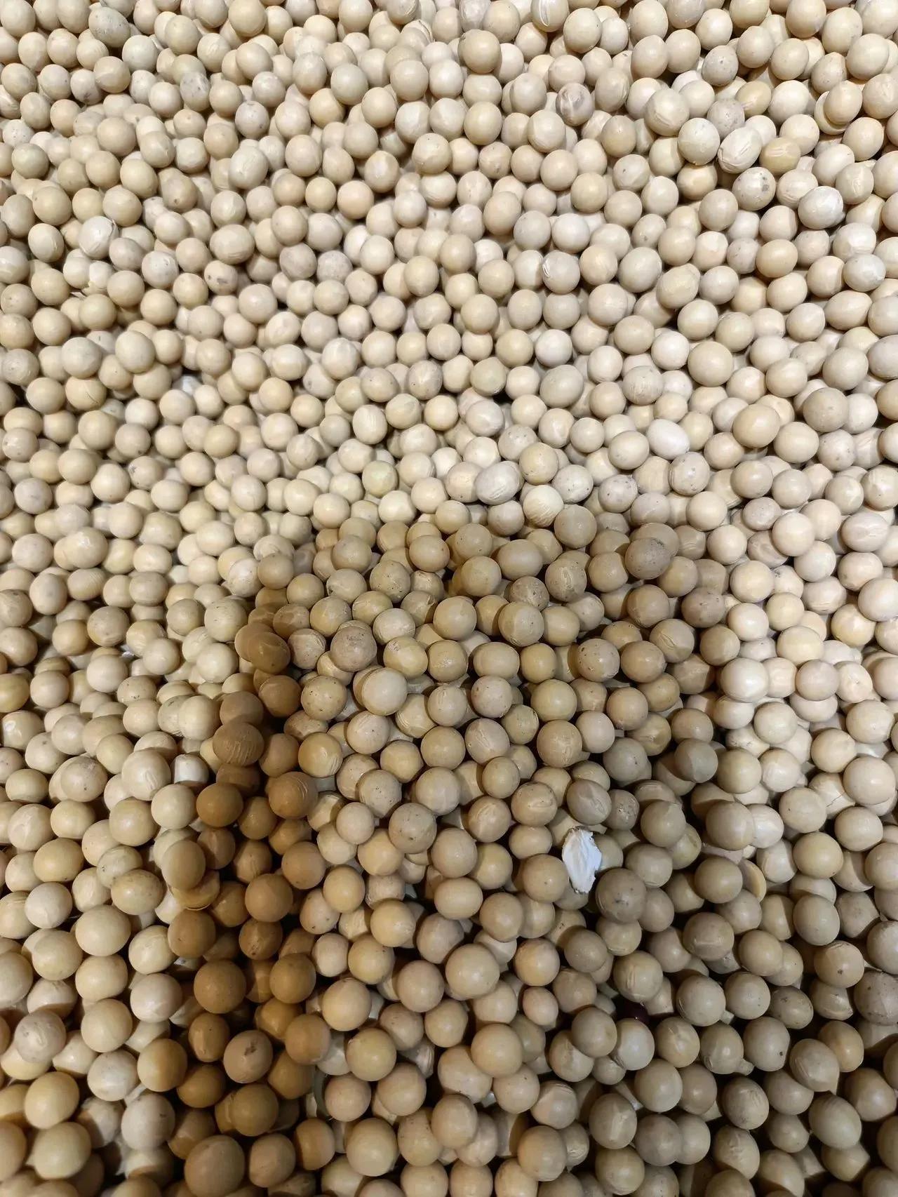 两种黄豆为什么形状不一样，有什么不同？
今天去超市买黄豆，看到了一种黄豆，它们形