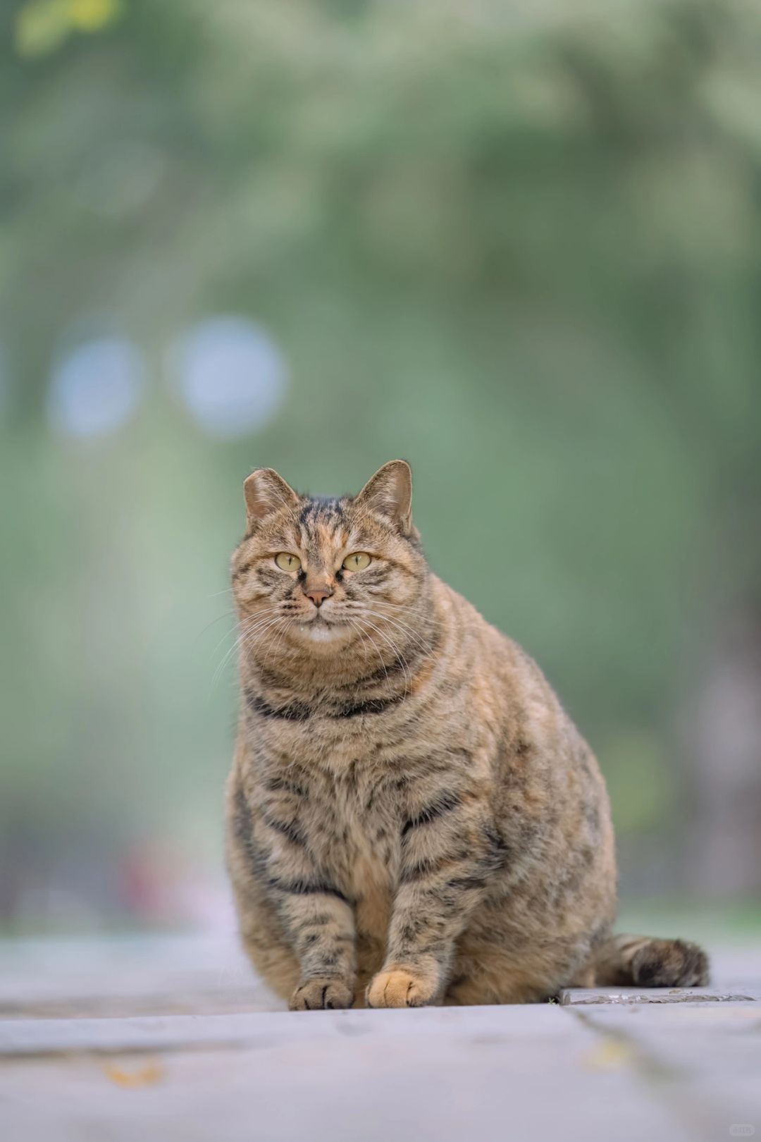 猫猫坦克来啦
