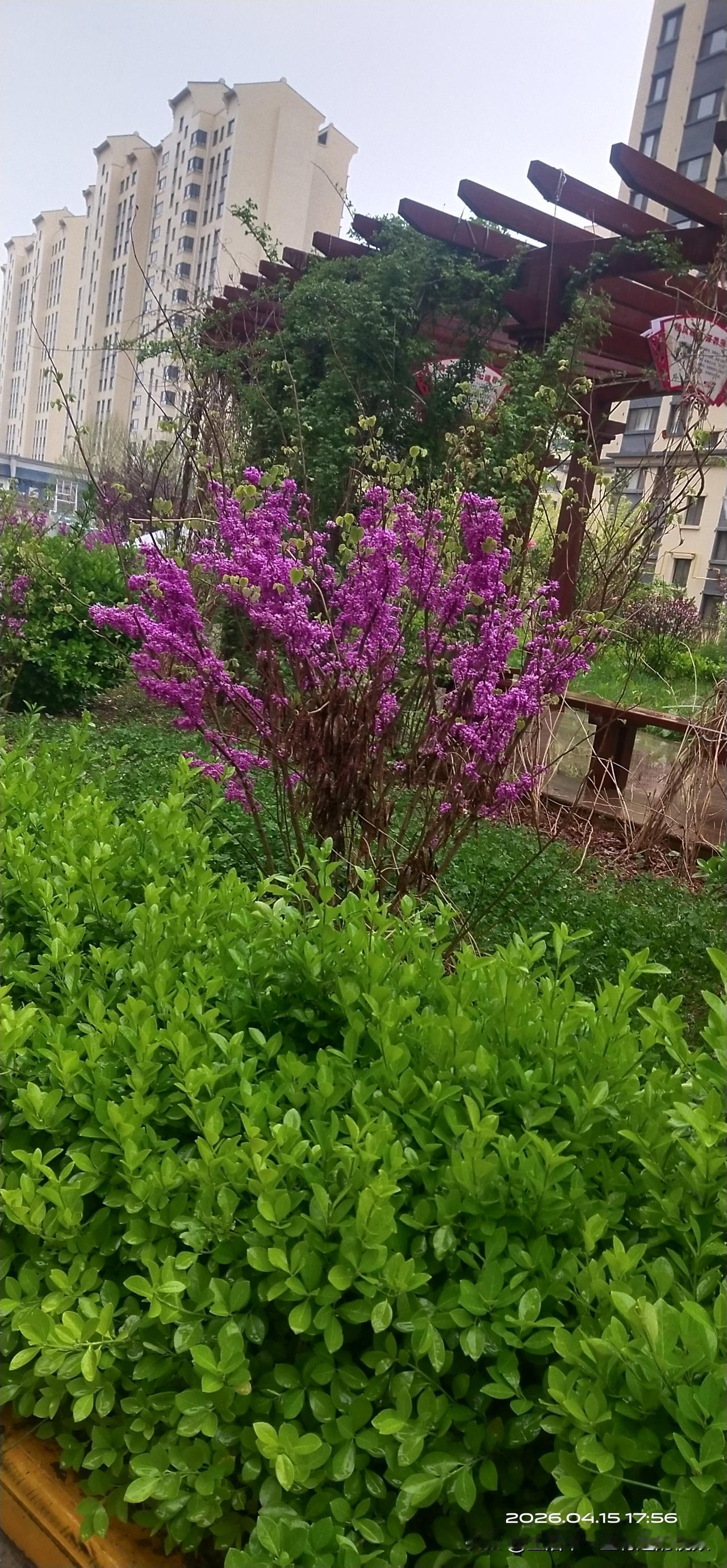 昨天太阳高照，还在穿短袖，今天又是细雨绵绵，穿秋裤呢！这天气简直翻脸无情呀！
怪