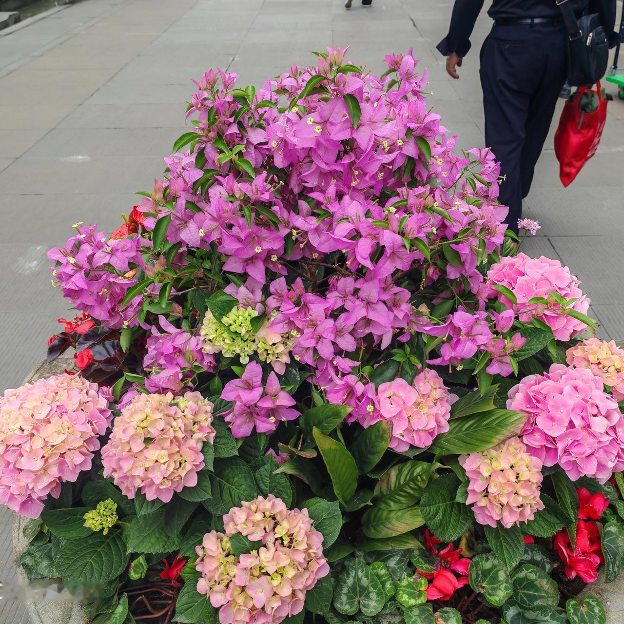 今天随手拍了些美丽的花朵，那色彩斑斓得像打翻了调色盘。红的像火，热情奔放；粉的似