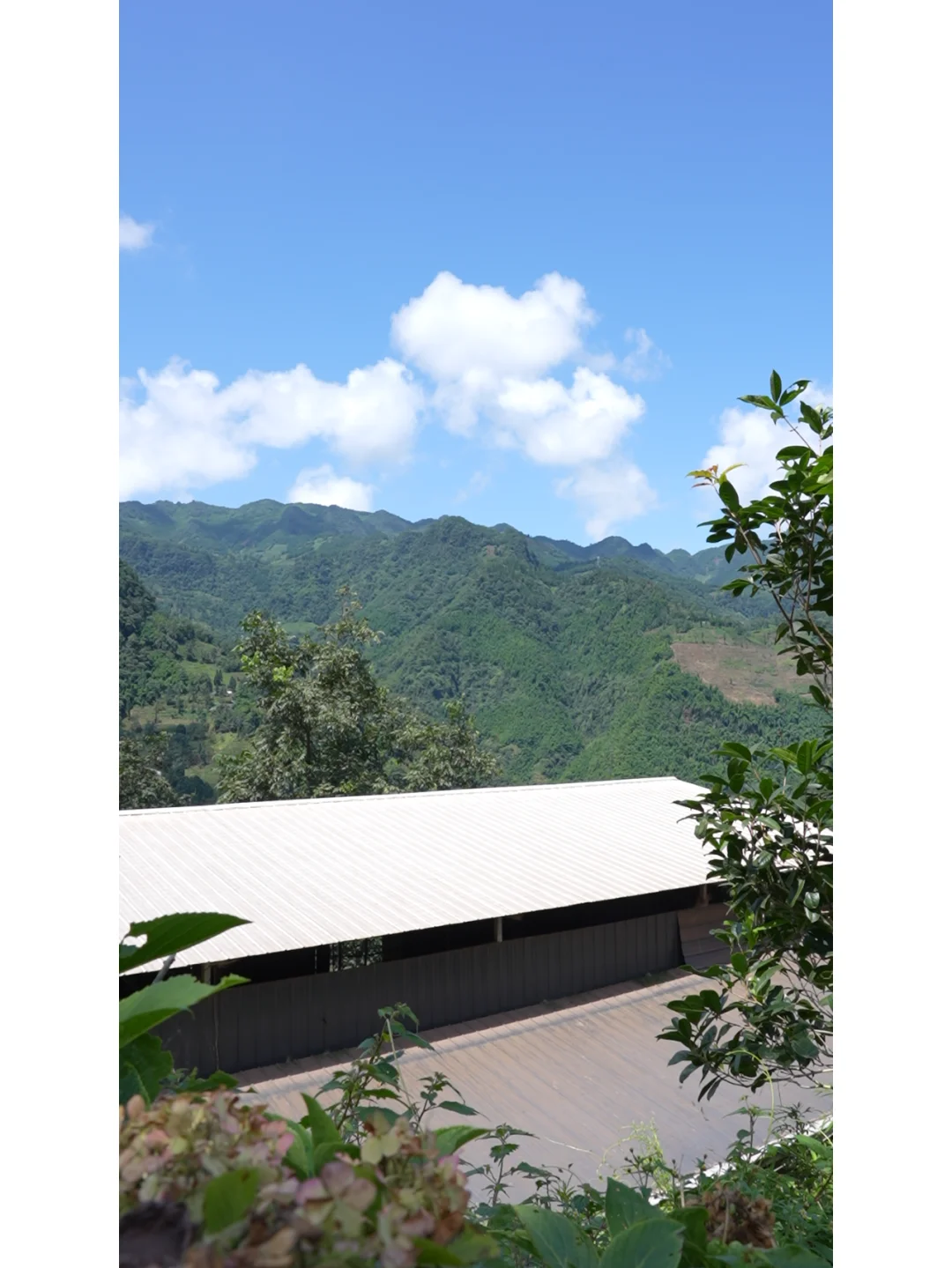 三德子养鸡：16 年坚守成就绿色美味！