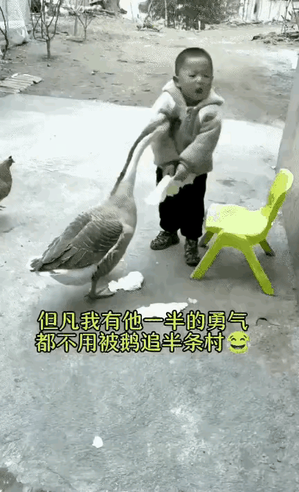小子威武，这才是男人该有的血性！
大白鹅伸长脖子啄他的时候，三岁的他不是逃跑而是