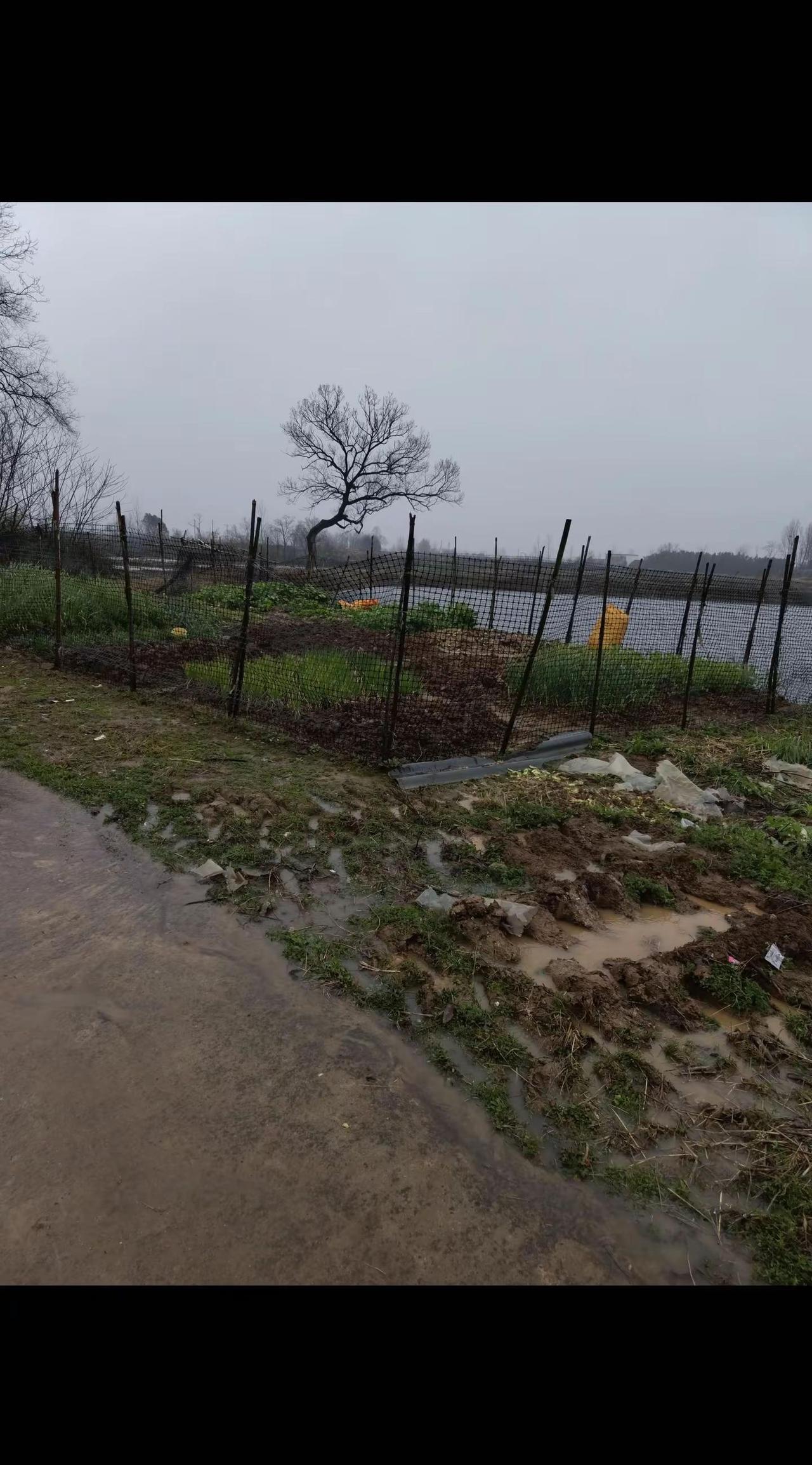这个天气热两天冷两天。人都搞糊涂了。这雨下的还不小。
