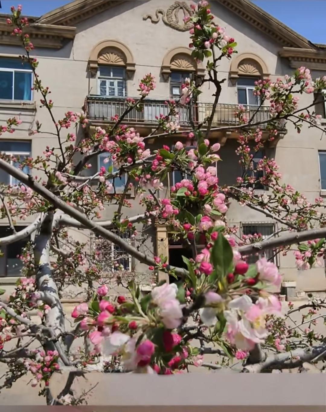 公园里的海棠花