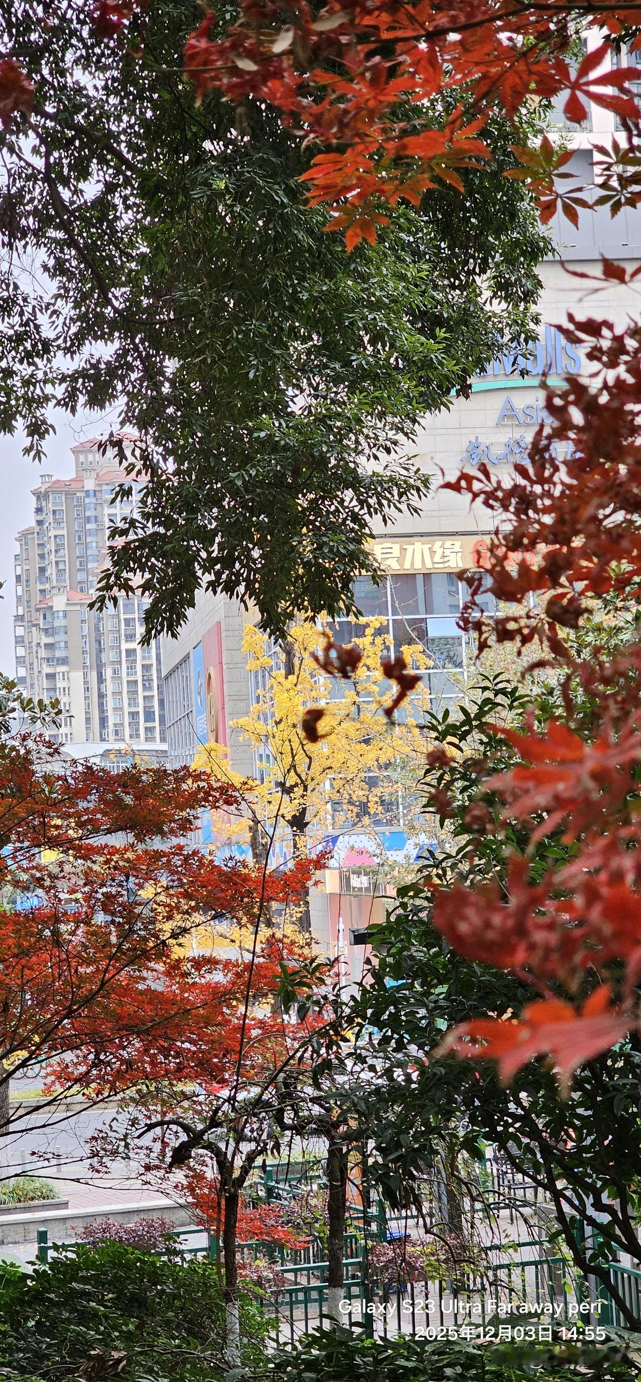 初冬时刻，红叶、绿树、黄叶交相辉映，美不胜收！来吧！成都欢迎你！
成都初冬的晨雾