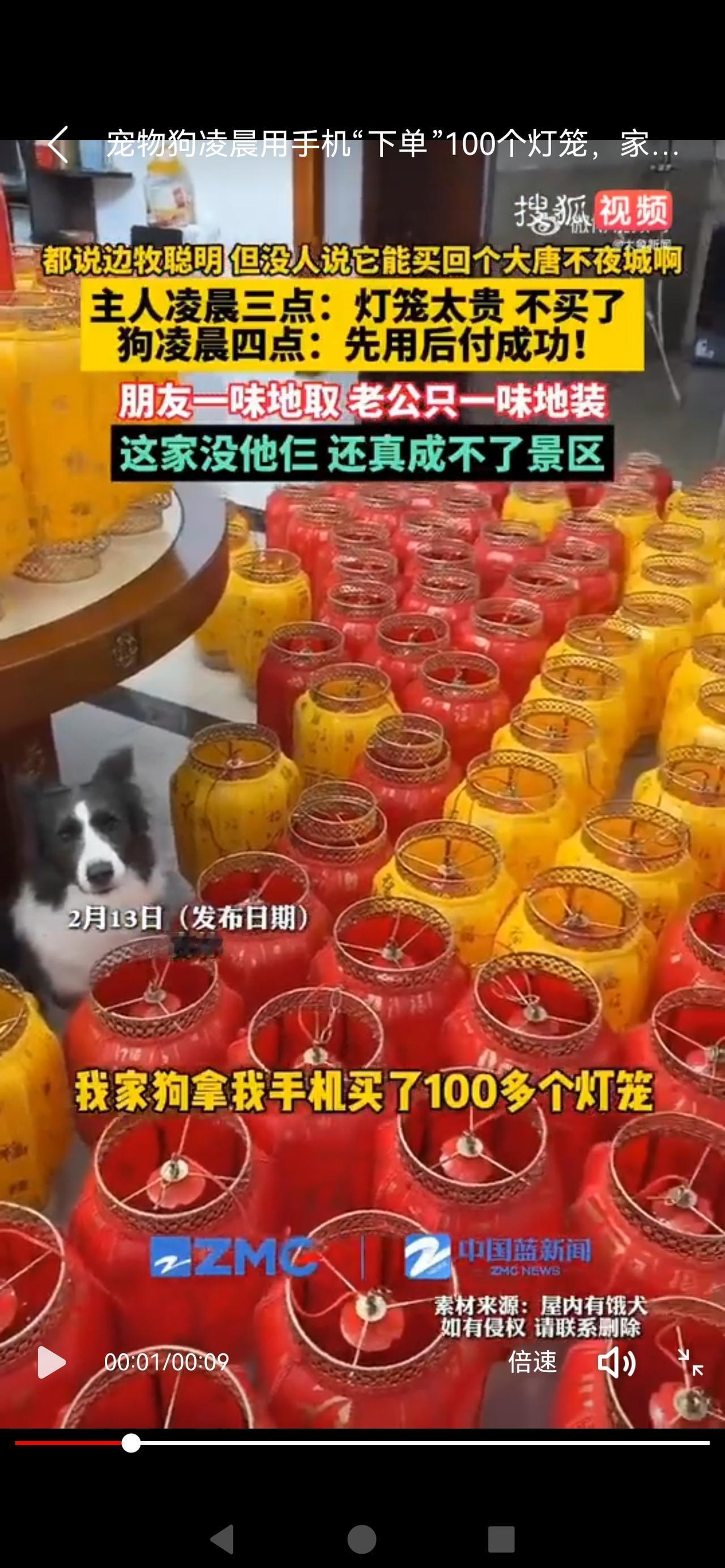 《笑不活了！边牧凌晨“剁手”100个灯笼，主人回家傻眼：我家秒变“大唐不夜城”》