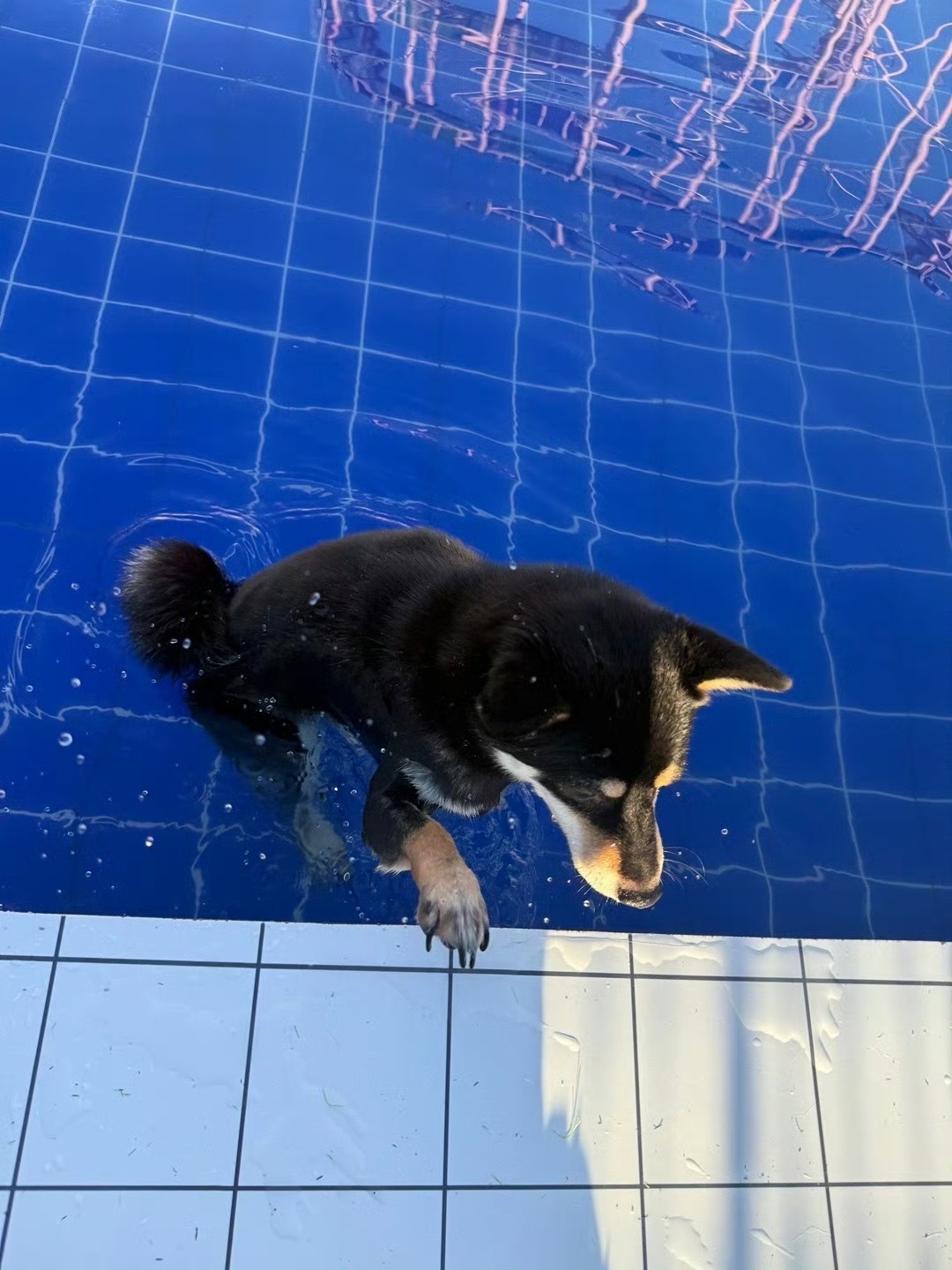家里发大水了柴犬处理不好原来柴犬怕水啊，我说之前带当当去游泳，旁边萨摩耶玩的可开