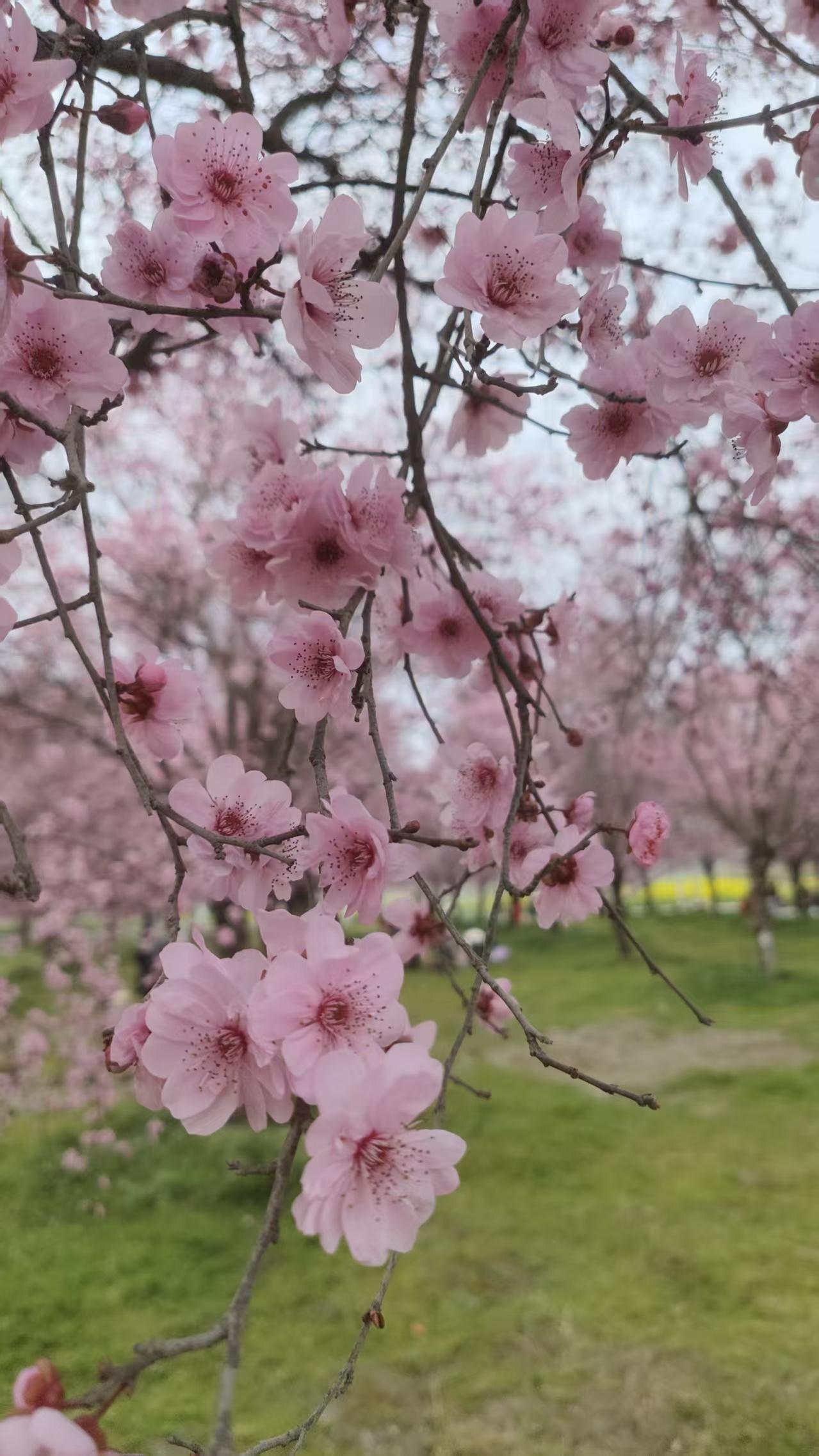 [微风]崇州戚家湾的春天，粉与黄撞了个满怀[微风]
 
风一吹，樱花就成了春天的