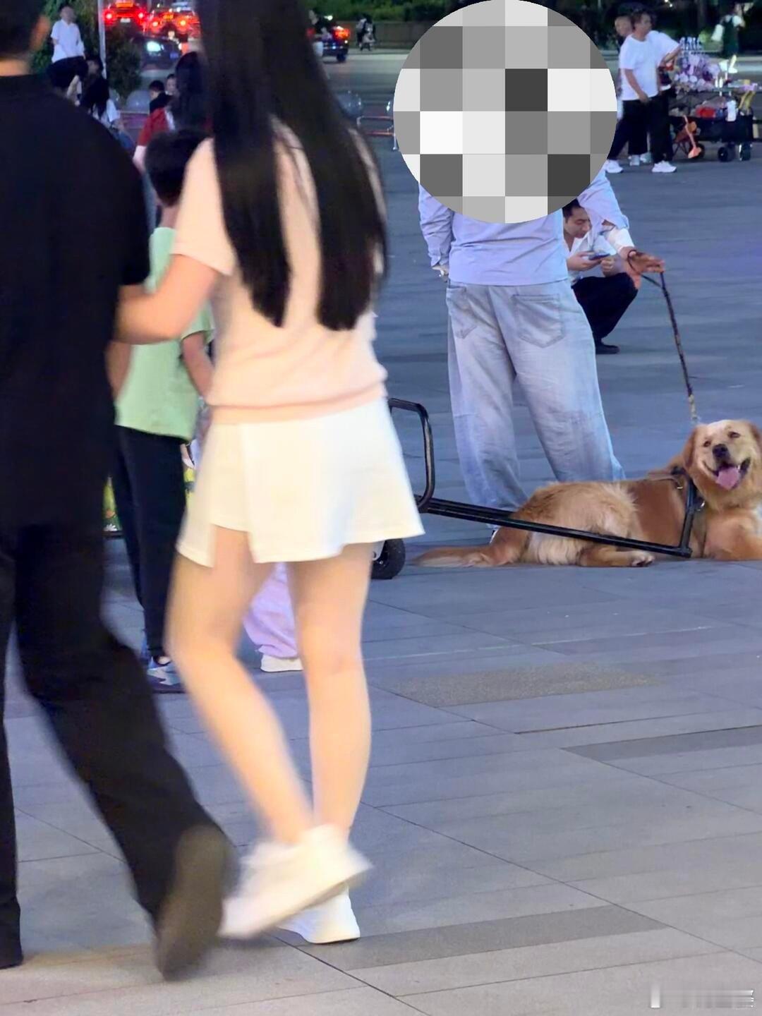 -让金毛拉车载客揽生意？？第一，这样的行为违反文明养犬条例（违规使用犬只）第二，