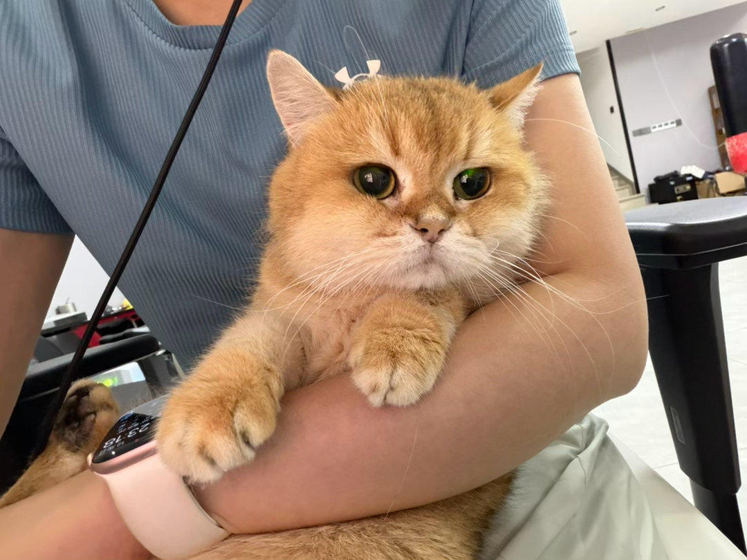 猫宁！有人管管秘书吗？总是那么粘猫，猫猫有自己的事，哪有那么多时间跟人玩呀？
