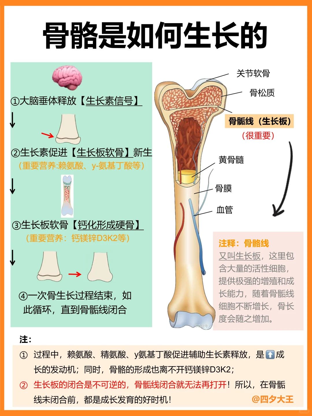 骨骼生长的底层逻辑‼️孩子成长，记住40件事