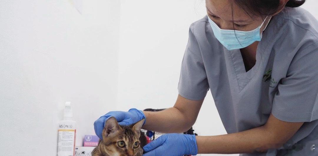 新加坡猫只管理框架下，饲主为宠物猫申请执照的两年过渡期8月31日结束。截至目前，