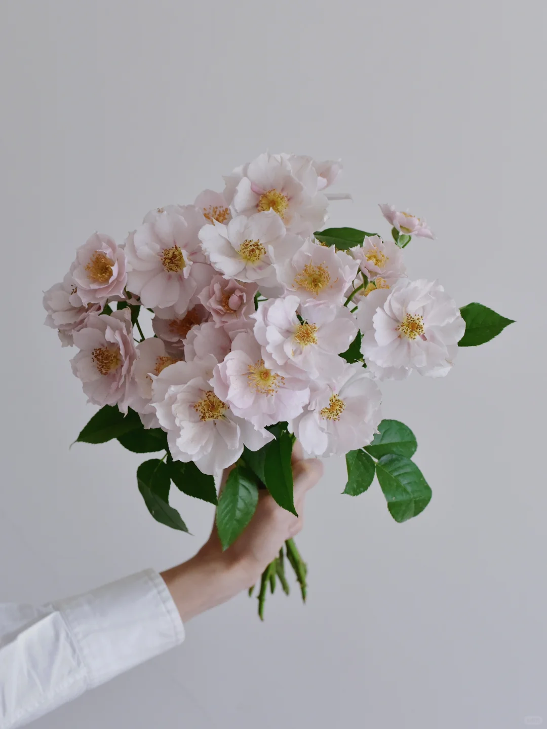 花栖玫瑰园·一见钟情