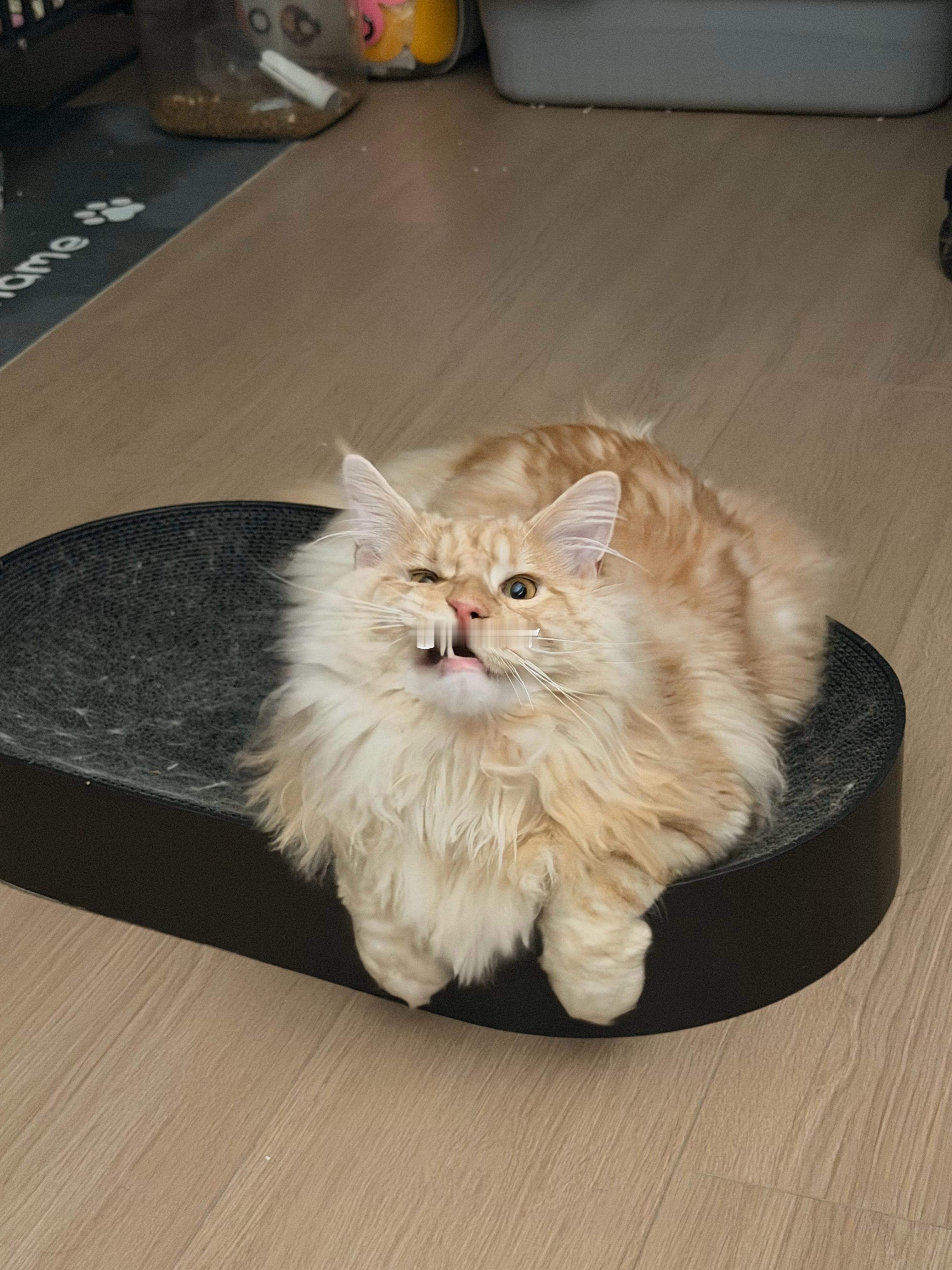 想让你成为最幸福的小猫 