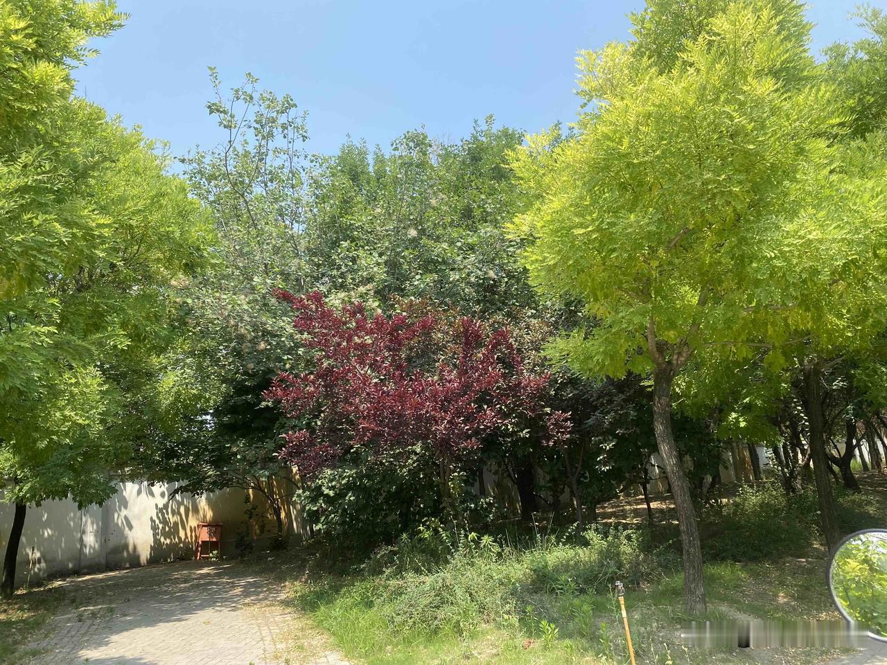 真心话茶局阳光洒满的夏日，景观树叶，果实累累。