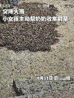 农村的姐弟上热搜了 天下雨了 姐弟帮助奶奶收车前草  好感人啊

奶奶晒好了车前