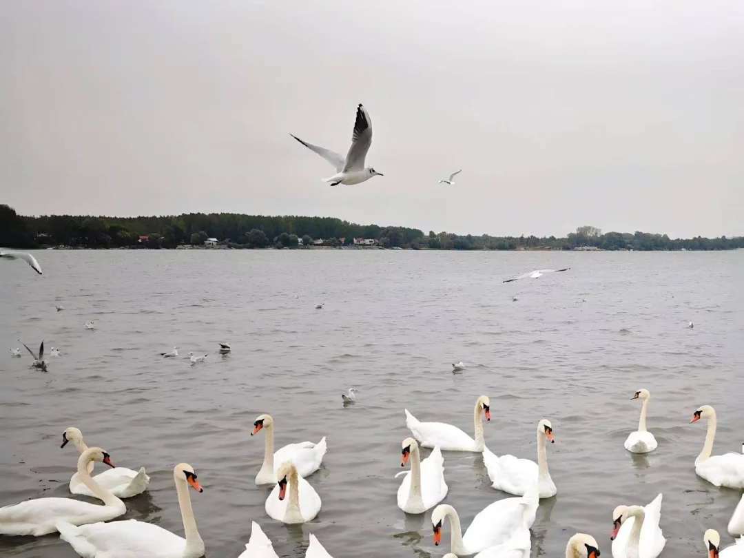 想看看你们拍的海鸥