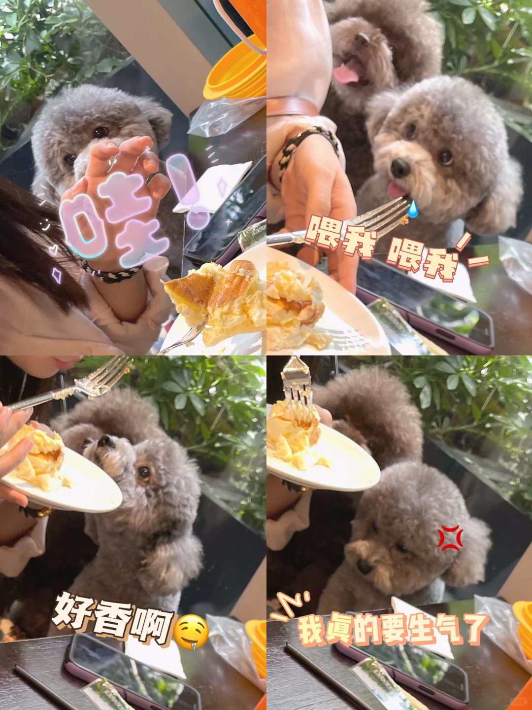 小狗会喜欢陪人类聚会吗？