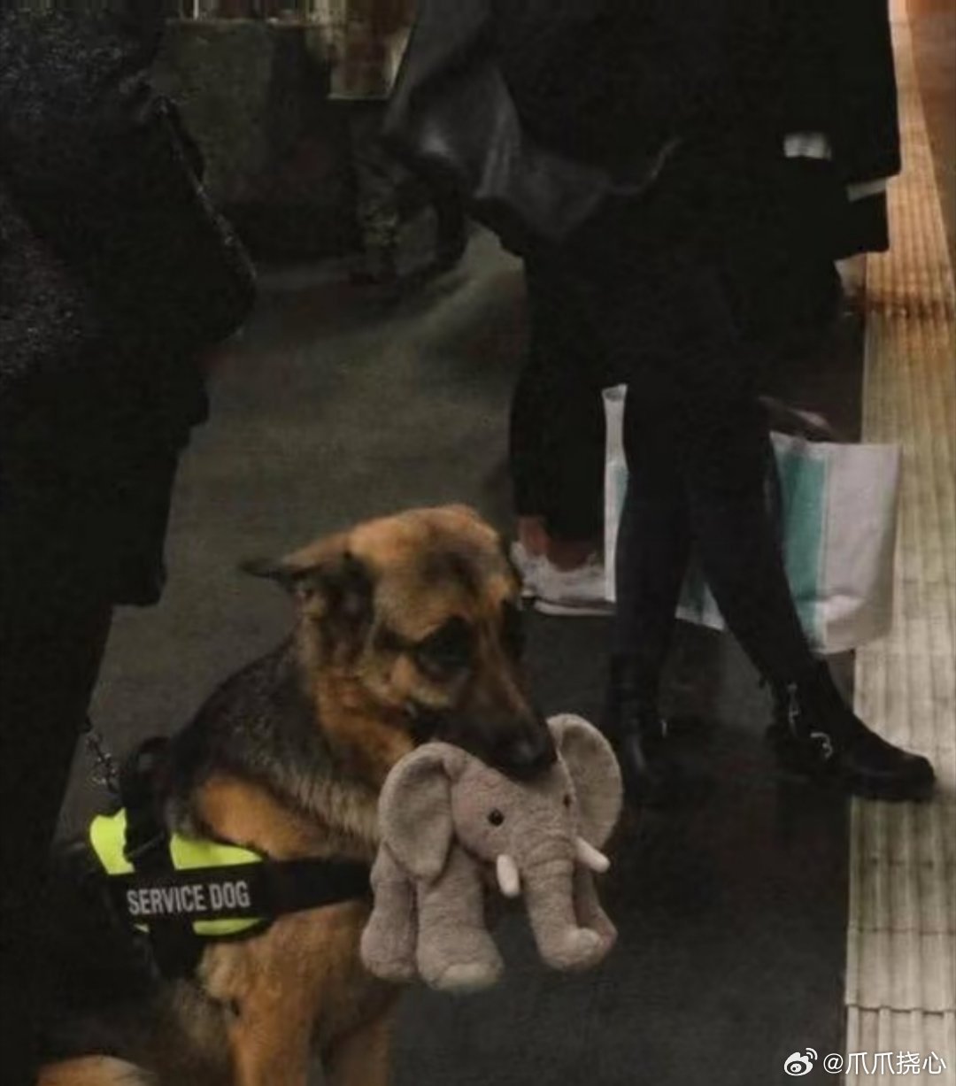 德国牧羊犬因不放毛绒大象未过考核暖心萌事刷屏全网，主角德牧Ryker本是服务犬考