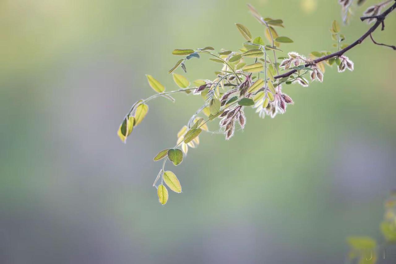 綠草白鵝