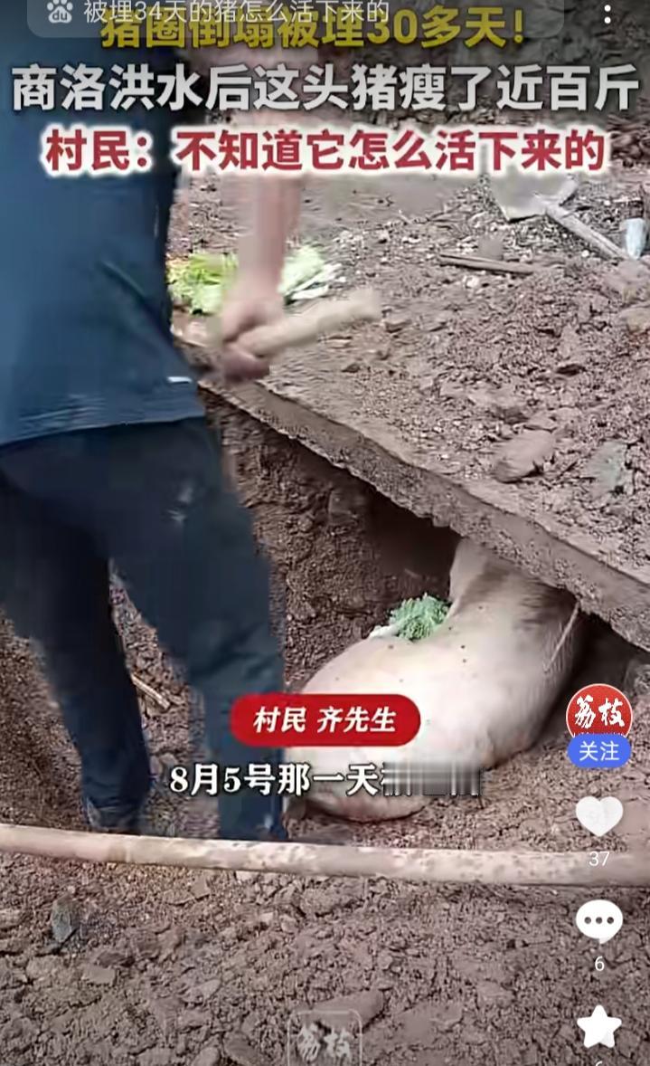 9月9日，陕西商洛柞水县东河村，发生了一件特别震撼的稀罕事。
 
村里遭遇泥石流