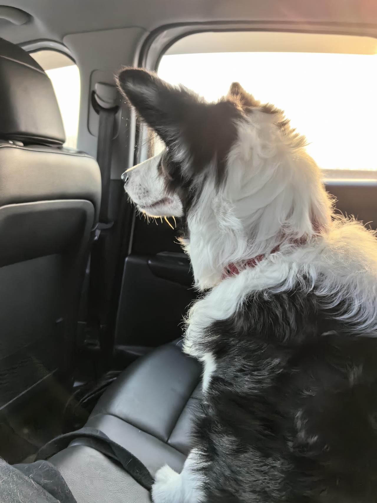 带着毛孩子途途出门远行

它第一次坐车出远门，从最开始的上车兴奋、激动、到处瞅，