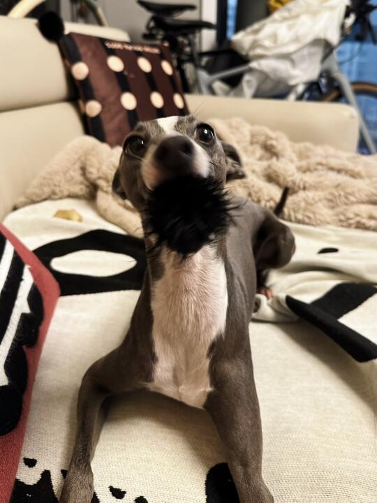 这啥