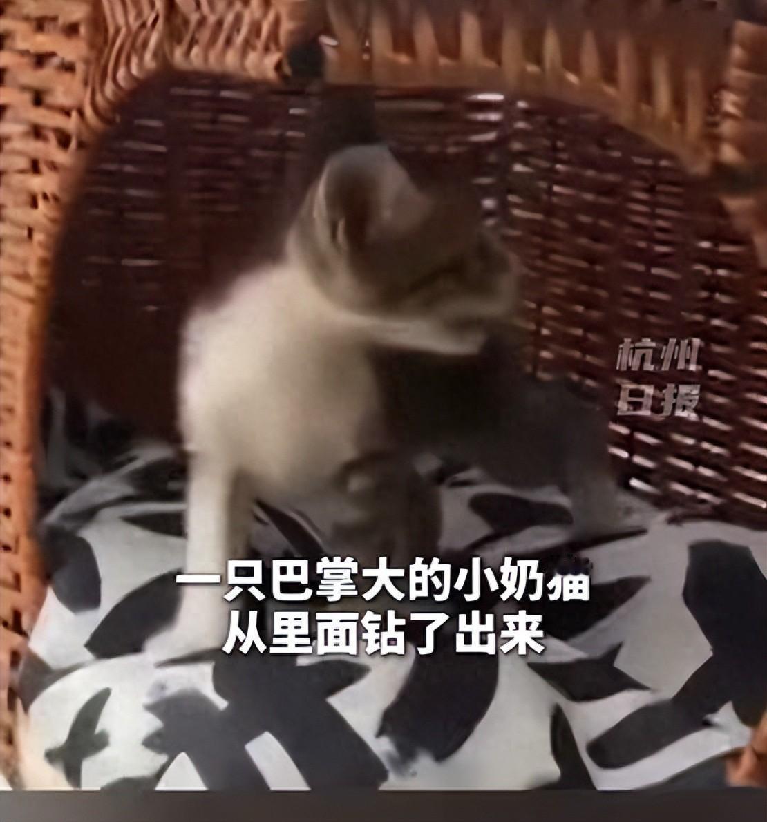 浙江女子网上买猫窝，拆开快递的一刻，一只活猫直接从密封箱子里钻了出来，瘦得肋骨都