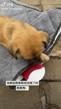 彻底解释不清了，河南濮阳，女子中午跟狗子倾诉现在生活压力大，家里都没什么钱了，没