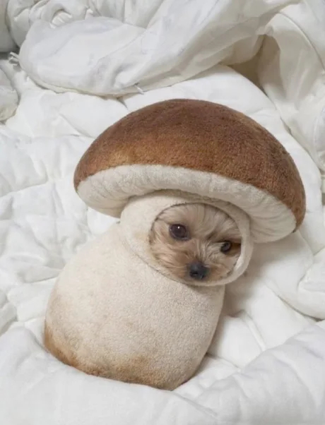 撤了 