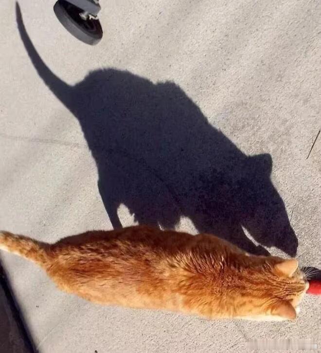 流浪猫就是大号老鼠 
