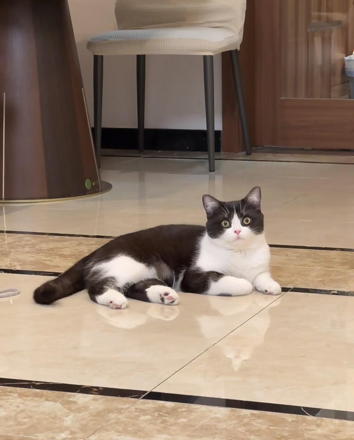 刚翻相册翻到上周拍的我家猫，正团在阳台晒了半小时太阳，整个身子缩成圆滚滚的蒲公英