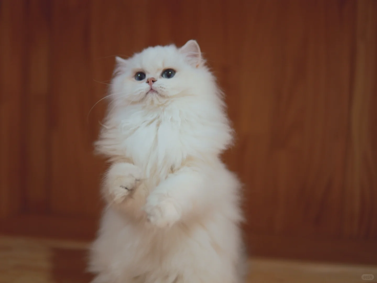 这样的萌萌猫咪太乖了