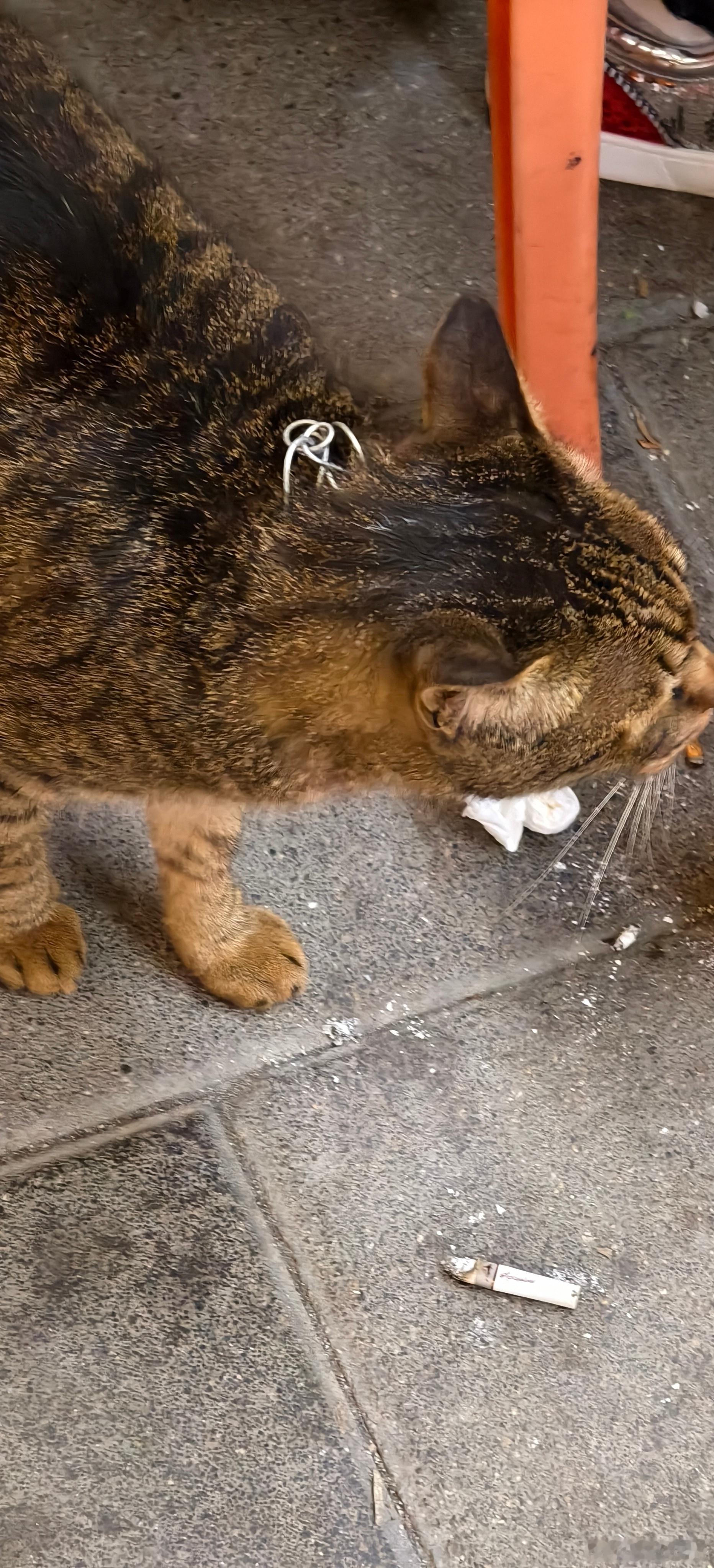 太可怜了，脖子被绑了铁丝，很怕人，抓不到流浪猫猫