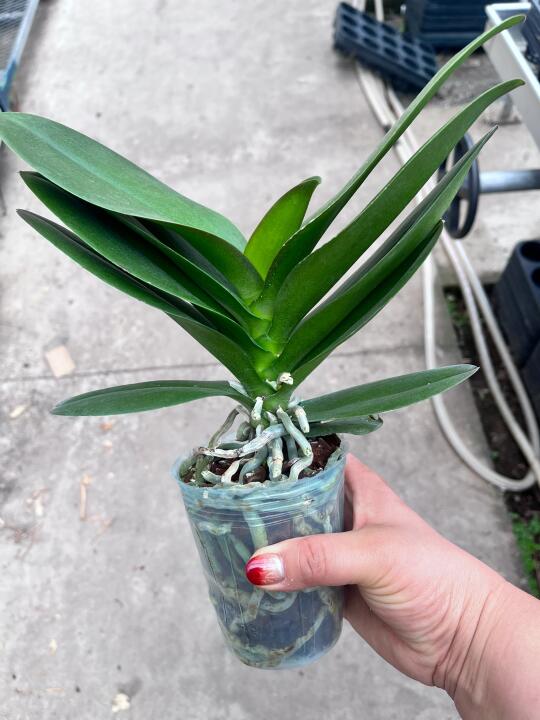 你们喜欢看花还是看苗苗