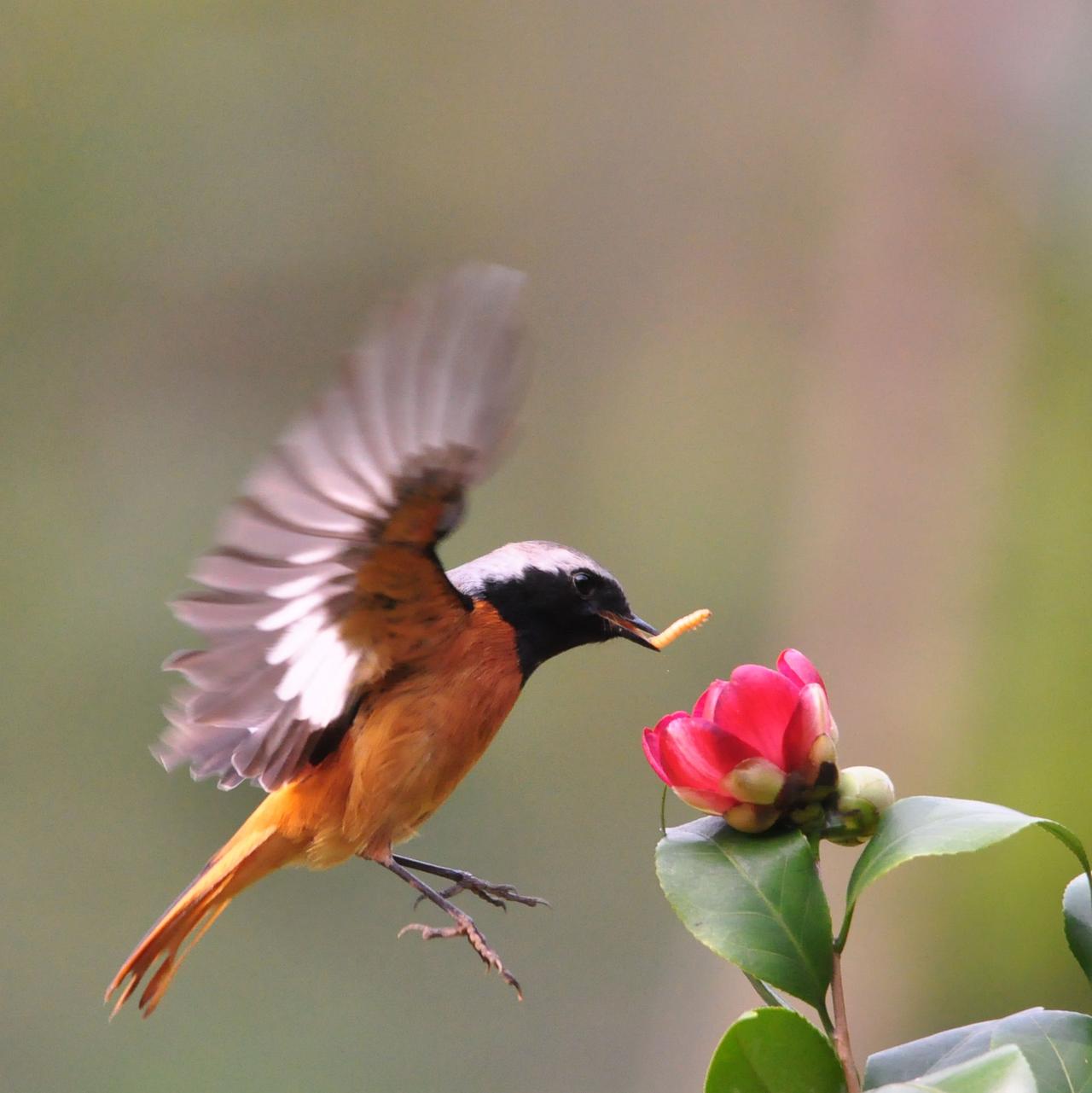 下联：鸟语花香。

（图片来自网络）