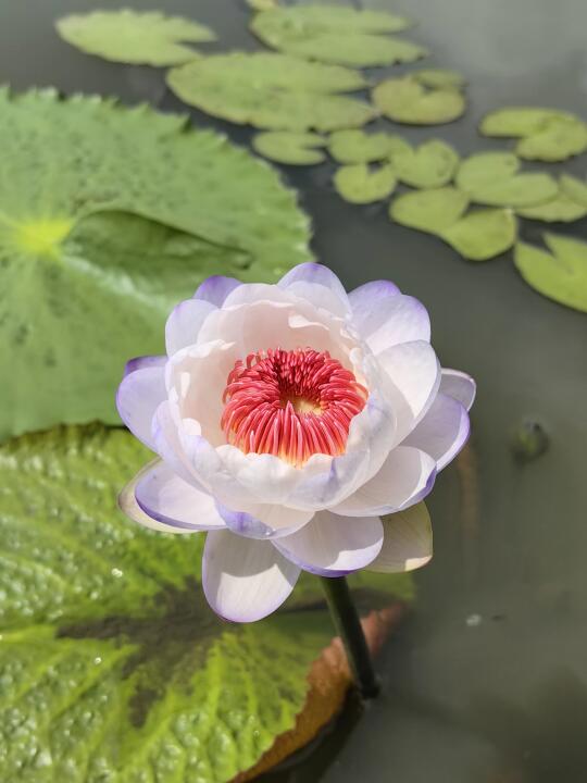 澳洲睡莲 超美的颜色